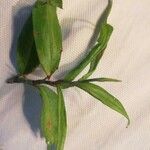 Persicaria hydropiper List