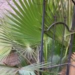 Washingtonia robusta Φύλλο