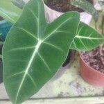 Alocasia micholitziana Leaf