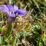 Gentiana pyrenaica Habit