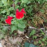 Salvia microphylla Foglia
