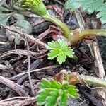 Potentilla reptans その他の提案