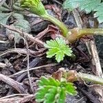 Potentilla reptans Alia