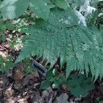 Dryopteris goldieana Leaf