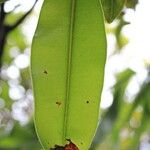 Calophyllum tacamahaca Leaf