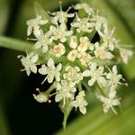 Helosciadium nodiflorum Flor