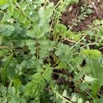 Sanguisorba minor Fuelha