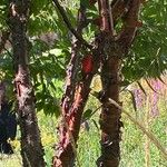 Prunus serrula Corteza