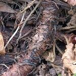 Geum coccineum Bark