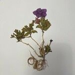 Petunia integrifolia 花