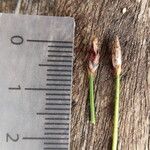 Eleocharis maculosa 花