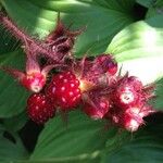 Rubus phoenicolasius Frucht