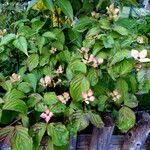 Cornus florida Habitatea