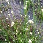 Rhynchospora alba Flower