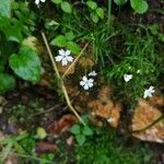 Heliosperma pusillum Cvet