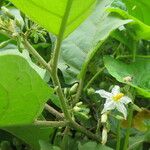 Solanum torvum 整株植物