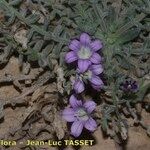 Campanula mollis Habit