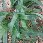 Albuca bracteata Hoja
