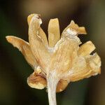 Calystegia longipes Кветка