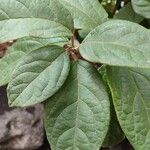 Viburnum rugosum Leaf