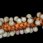 Calyptrogyne trichostachys Fruto