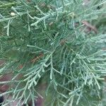 Juniperus virginianaഇല