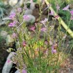 Linaria maroccanaFlower