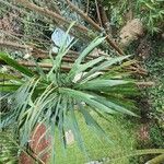 Dracaena steudneri Blatt