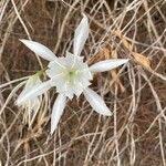 Pancratium maritimum Λουλούδι