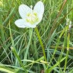 Parnassia palustrisFlower