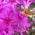 Rhododendron lapponicum Цвят