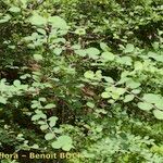 Cotoneaster nummularius Habit