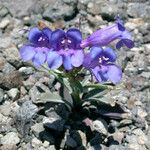 Penstemon speciosus Alkat (teljes növény)