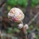 Ribes nigrum Blad