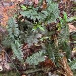 Trichomanes crispum Hoja