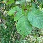 Prunus americana Blatt