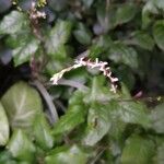 Petiveria alliacea Flower