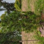 Pinus heldreichii অভ্যাস