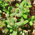 Drosanthemum hispidum Leaf