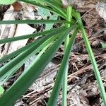 Narcissus poeticus Leaf