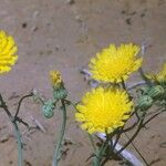 Malacothrix glabrata Flower