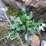 Cardamine resedifolia Žiedas