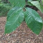 Castanea dentata Leaf