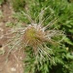 Pulsatilla alpina Fruto