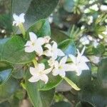 Carissa bispinosa Floare