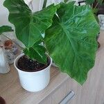 Alocasia macrorrhizosLeaf