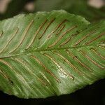 Asplenium annetii