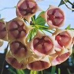 Hoya archboldiana Maua