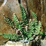 Cosentinia vellea Libunga