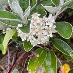 Brachyglottis greyi Flower